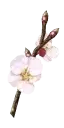 White Cherry Blossom Branch